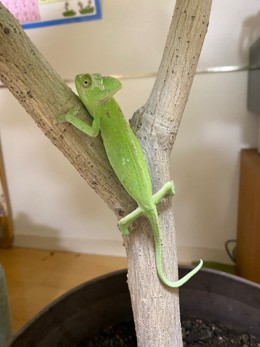 親指サイズがあっという間に5倍